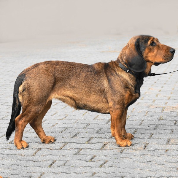 Những nét nổi bật về đặc điểm và hành vi của chó Alpine Dachsbracke