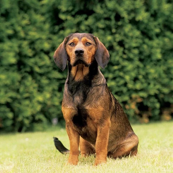 Nuôi dưỡng và chăm sóc chó Alpine Dachsbracke hiệu quả