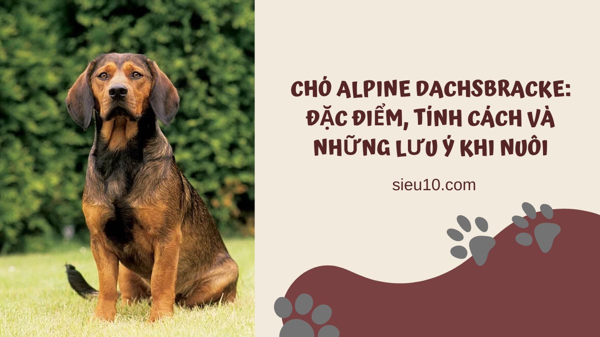 Chó Alpine Dachsbracke: Đặc điểm, tính cách và những lưu ý khi nuôi