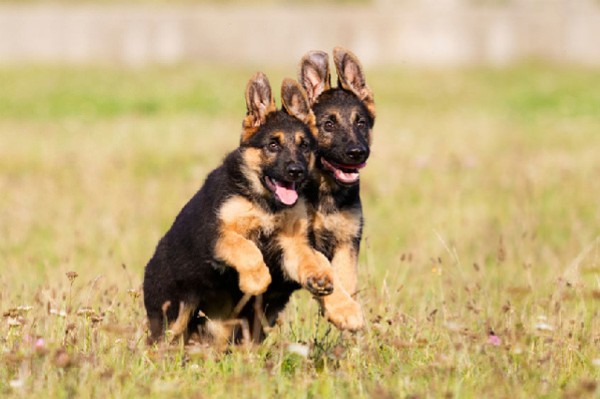 Giống chó mang vẻ uy nghi của sói và sự hiền hòa của người bạn đồng hành