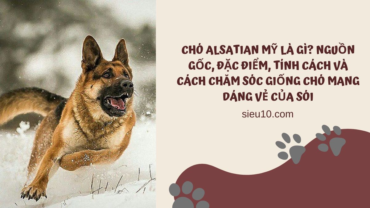 Chó Alsatian Mỹ là gì? Nguồn gốc, đặc điểm, tính cách và cách chăm sóc giống chó mang dáng vẻ của sói