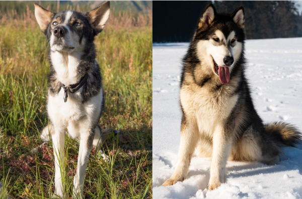 Câu chuyện về sự ra đời của một giống chó lai hoàn hảo