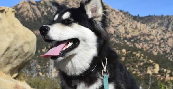 Cách chăm sóc chó Alusky đúng cách để luôn khỏe mạnh và hạnh phúc