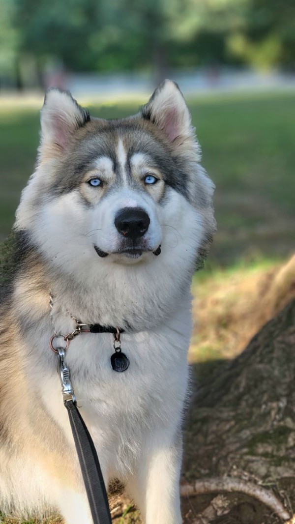 Lưu ý khi chăm sóc và nuôi dưỡng chó Alusky trong gia đình