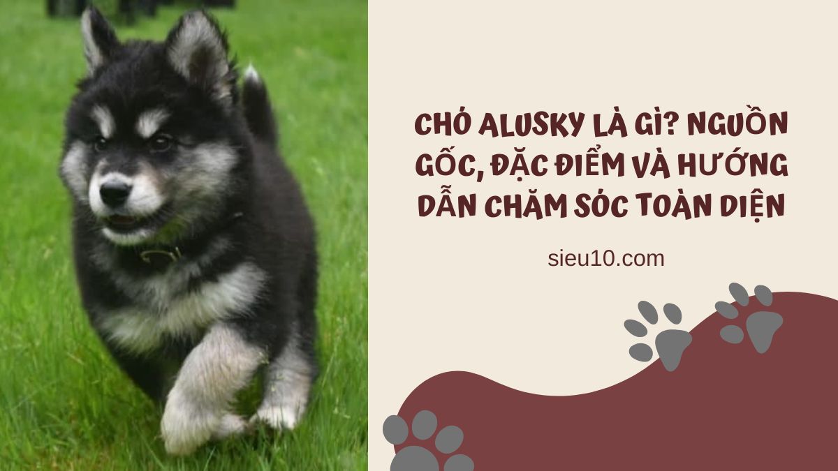 Chó Alusky là gì? Nguồn gốc, đặc điểm và hướng dẫn chăm sóc toàn diện