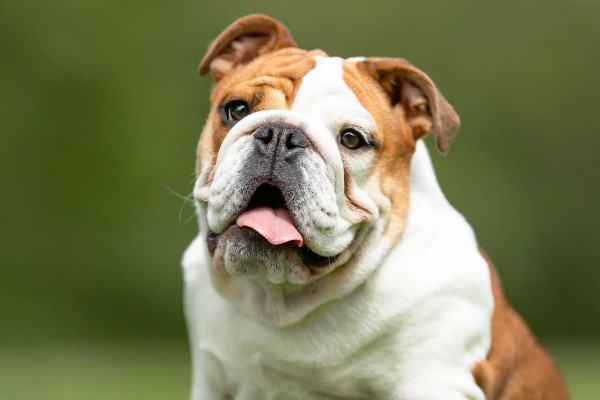 Nguồn gốc và quá trình phát triển của chó Bulldog Mỹ