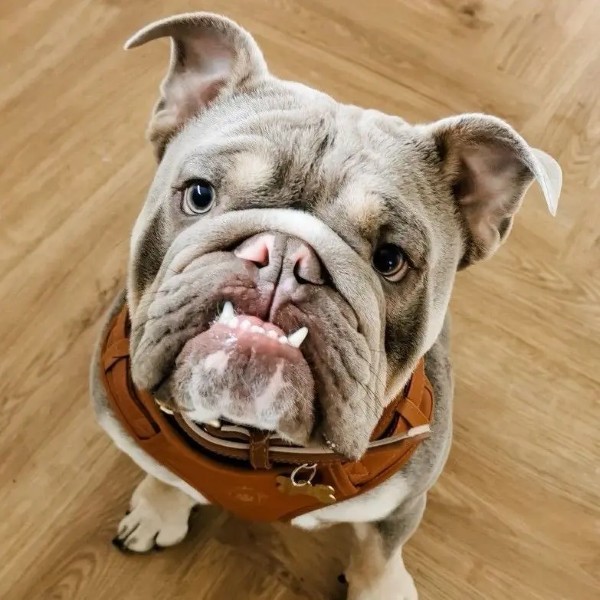 5 dòng chó Bulldog Mỹ được yêu thích nhất hiện nay