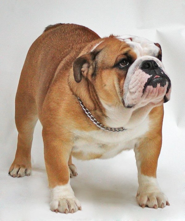 Hướng dẫn chi tiết cách nuôi và chăm sóc chó Bulldog Mỹ