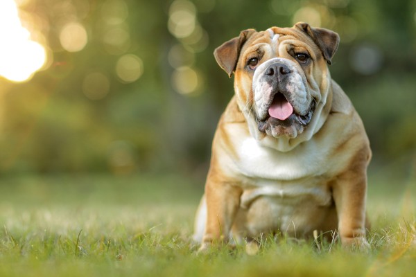 Những điều cần ghi nhớ khi chăm sóc và nuôi chó Bulldog Mỹ
