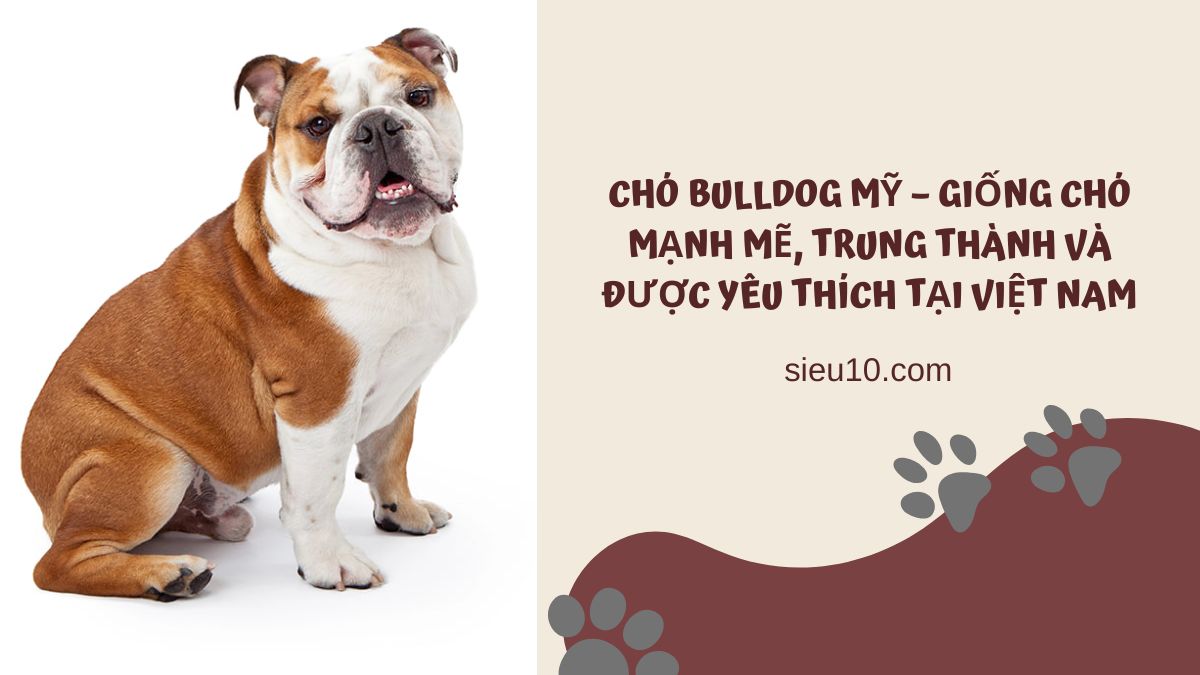 Chó Bulldog Mỹ – Giống chó mạnh mẽ, trung thành và được yêu thích tại Việt Nam