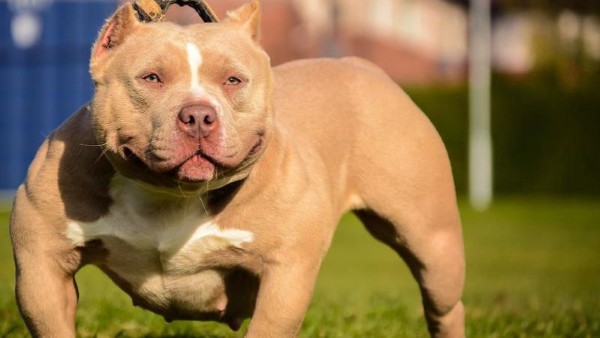 Những dòng chó Bully Mỹ phổ biến nhất hiện nay