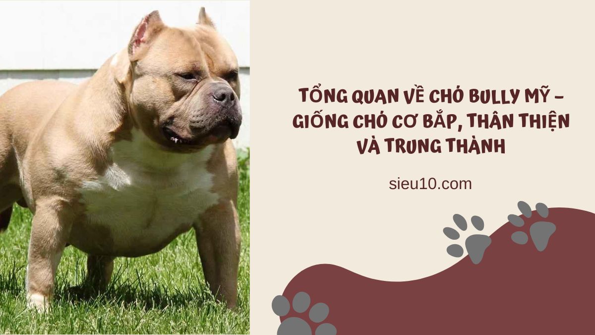 Tổng quan về chó Bully Mỹ  – Giống chó cơ bắp, thân thiện và trung thành
