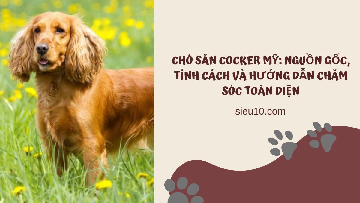 Chó săn Cocker Mỹ: Nguồn gốc, tính cách và hướng dẫn chăm sóc toàn diện