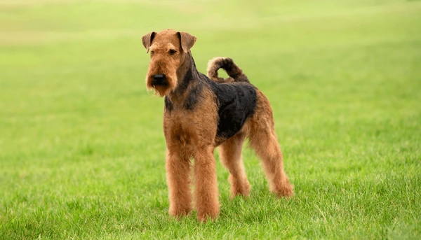 Airedale Terrier là giống chó sục lớn có nguồn gốc từ thung lũng Aire