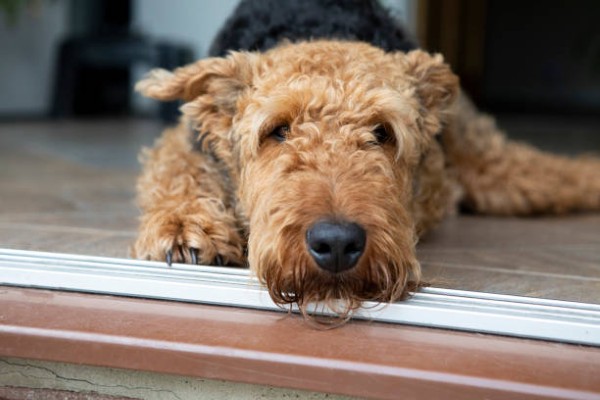 Các vấn đề sức khỏe thường gặp ở chó sục Airedale