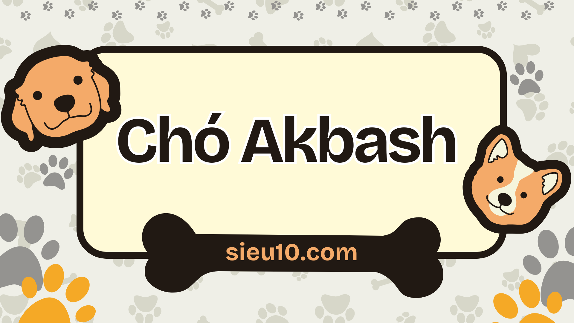Chó Akbash tất tần tật thông tin cần biết