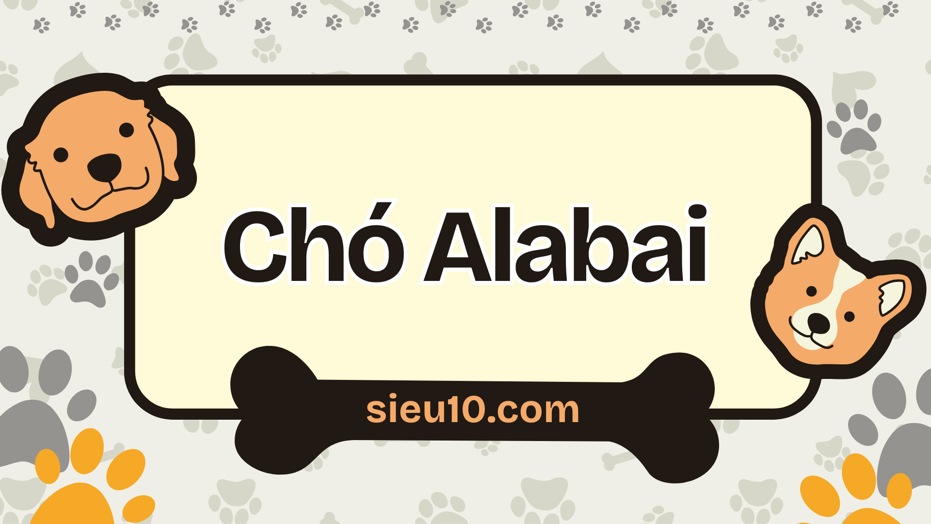Chó Alabai vẻ đẹp uy nghi và sức mạnh vượt trội
