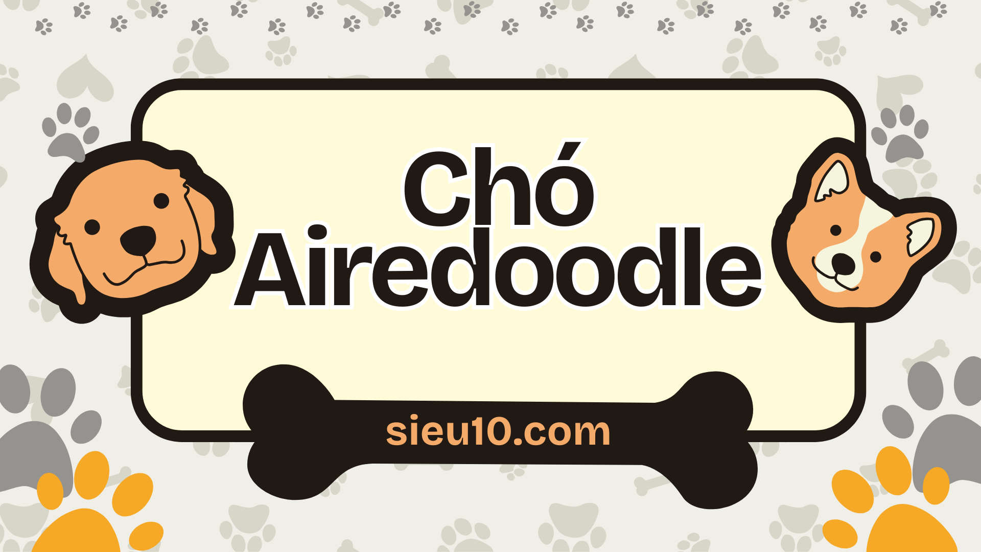 Chó Airedoodle tất tần tật những điều cần biết