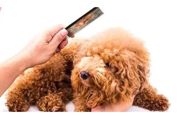 Chăm sóc Airedoodle như thế nào?