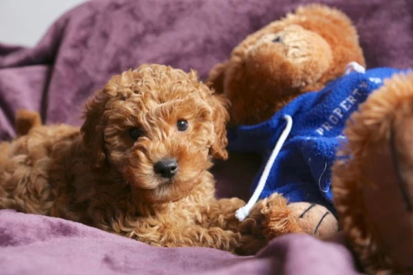 Những điều cần lưu ý khi quyết định nuôi Airedoodle