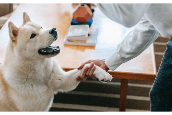 Cách chăm sóc và huấn luyện chó akita