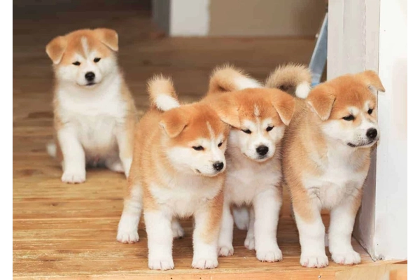 Những đIều cần biết khi nuôi chó akita
