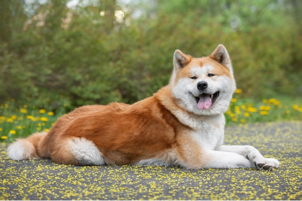 Tổng quan về Chó Akita Shepherd