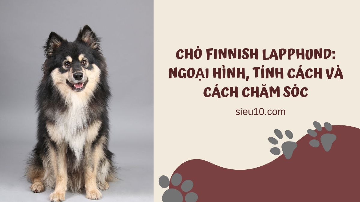 Chó Finnish Lapphund: Ngoại hình, tính cách và cách chăm sóc