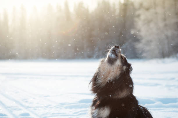 Chó Finnish Lapphund giữa tuyết trắng Lapland, bên đàn tuần lộc