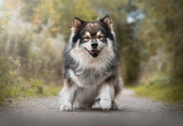Chó Finnish Lapphund lông dày, mắt sáng, dáng mạnh mẽ và thân thiện