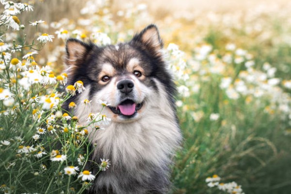 Chó Finnish Lapphund được chăm sóc, chải lông mềm mượt và vận động vui vẻ
