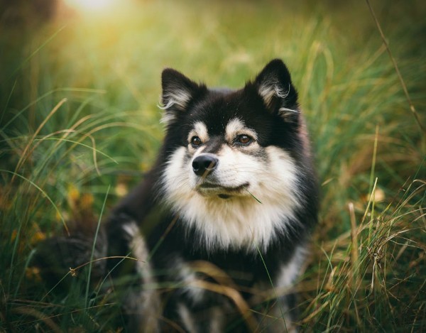 Chọn mua chó Finnish Lapphund thuần chủng từ nguồn đáng tin cậy