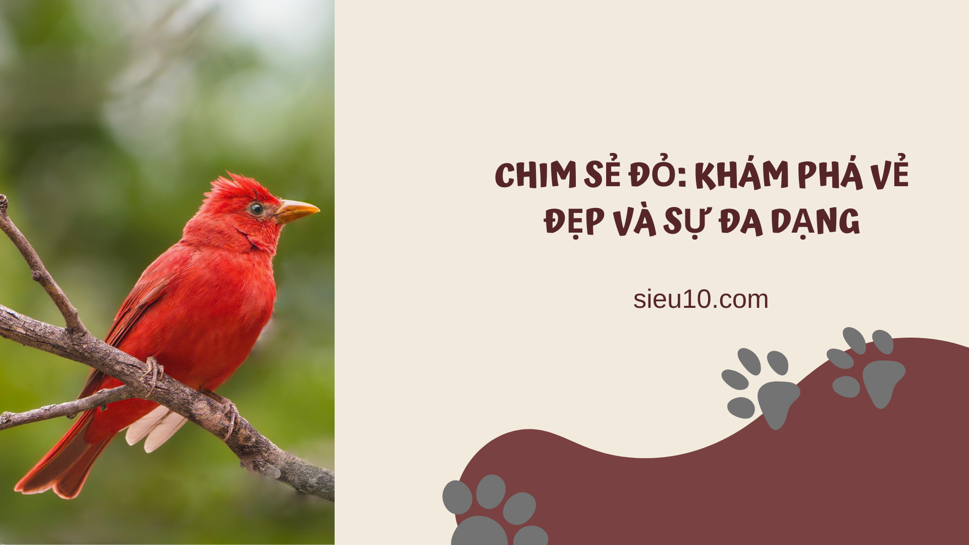 Chim sẻ đỏ: Khám phá vẻ đẹp và sự đa dạng