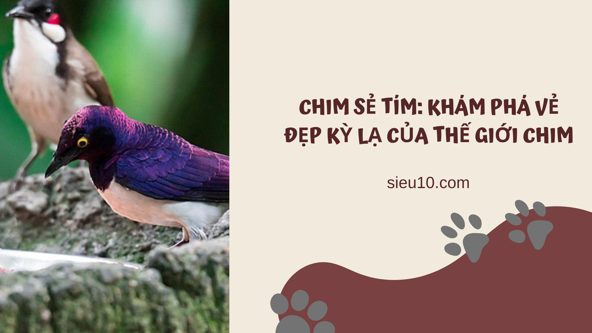 Chim sẻ tím: Khám phá vẻ đẹp kỳ lạ của thế giới chim