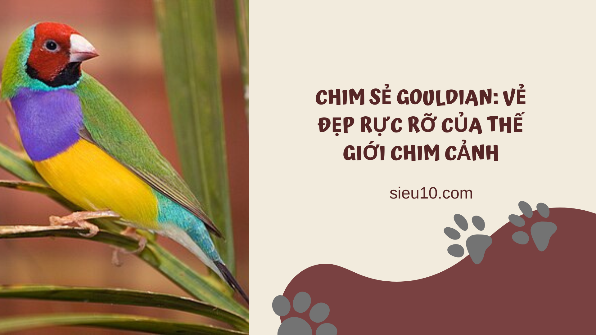 Chim sẻ Gouldian: Vẻ đẹp rực rỡ của thế giới chim cảnh