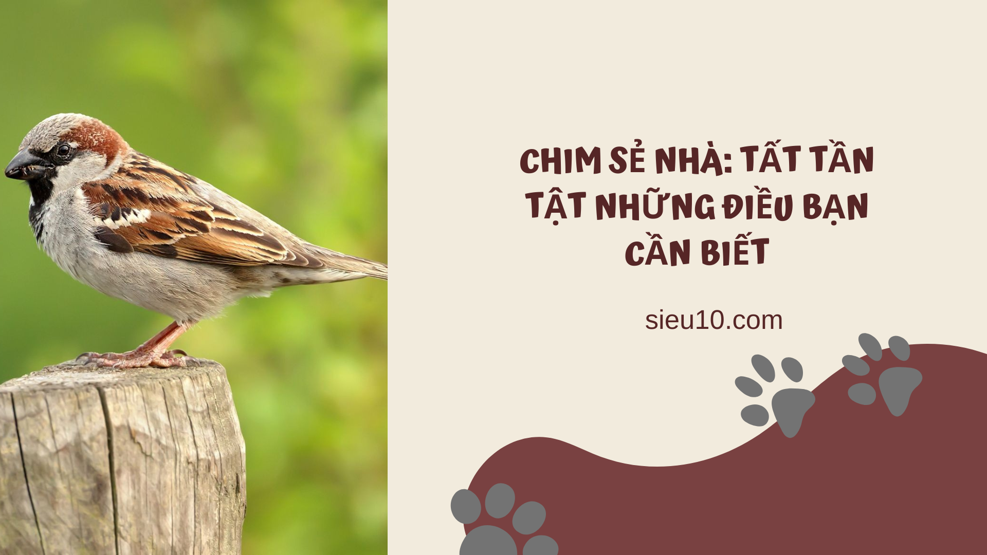 Chim sẻ nhà: Tất tần tật những điều bạn cần biết