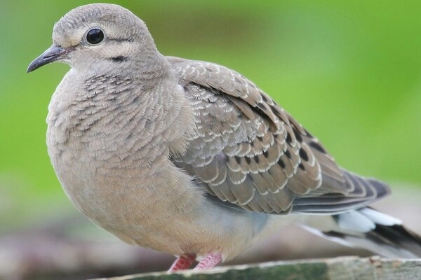 Ý nghĩa biểu tượng của bồ câu bi ai