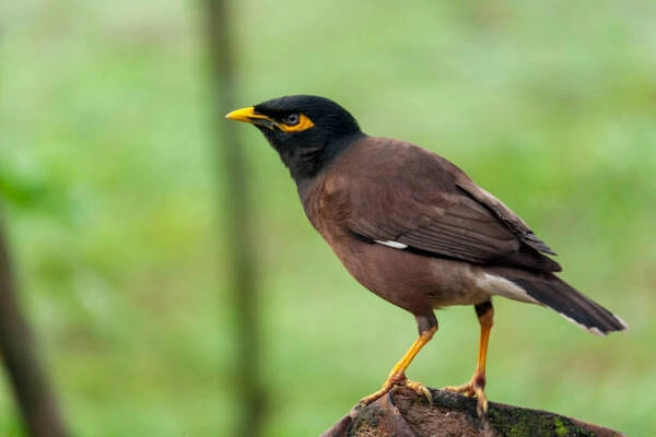 Đặc điểm chung của Chim Myna