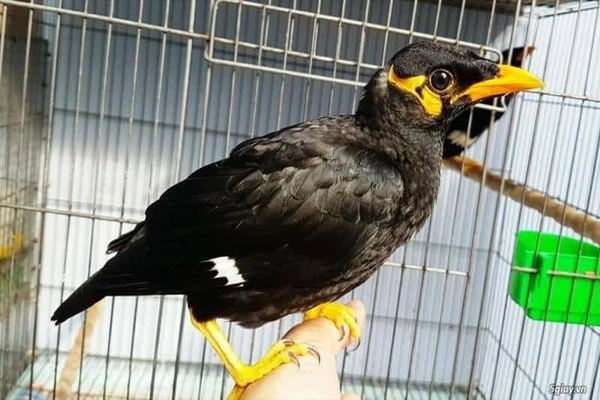 Cách chăm sóc và nuôi dưỡng chim Myna