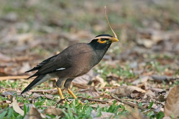 Sáo nâu (Acridotheres tristis)