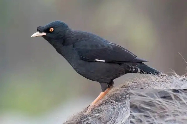 Sáo đen (Acridotheres melanosternus)