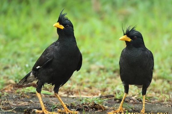 Sáo mỏ vàng (Mino coronatus)