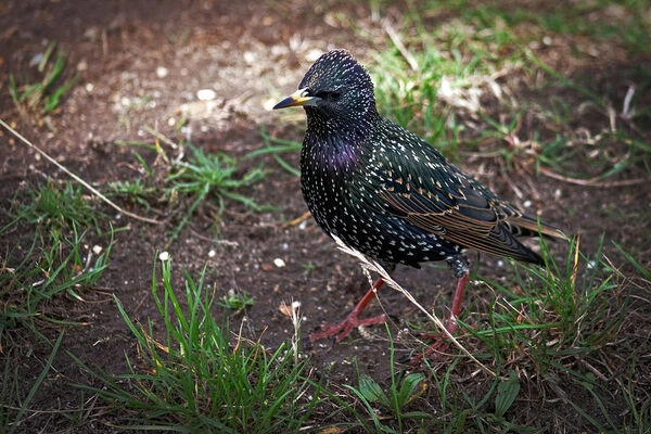 Sáo sậu (Sturnus vulgaris)