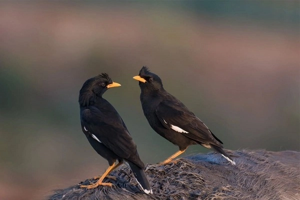 Những lưu ý quan trọng khi nuôi chim Myna