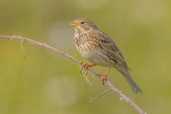 Chim Sẻ Ngô (Emberiza calandra)