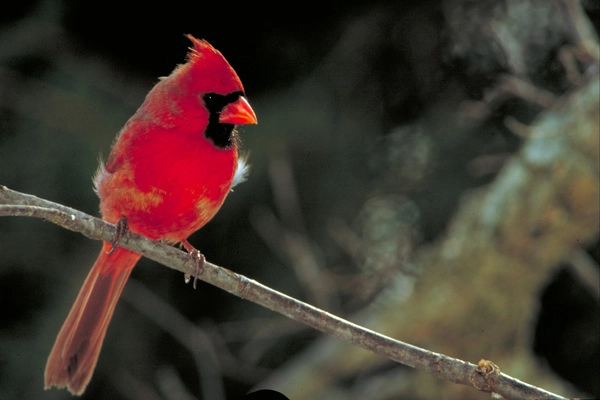 Chim Cardinal Đỏ Phương Bắc (Cardinalis cardinalis)