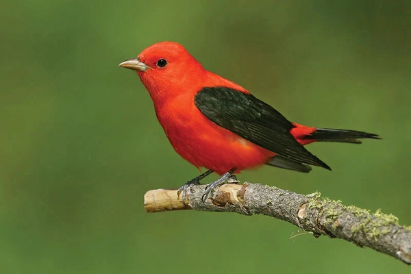 Chim sẻ Scarlet Tanager (Piranga olivacea)