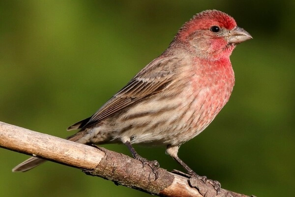 Chim sẻ House Finch (Haemorhous mexicanus)