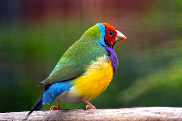 Tổng quan về chim sẻ Gouldian