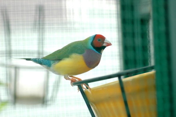Hướng dẫn chăm sóc chim sẻ Gouldian